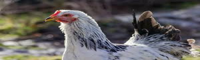 Dibuat untuk memenuhi tugas mata pelajaran Bahasa Sunda /sunda/Preview.jpeg